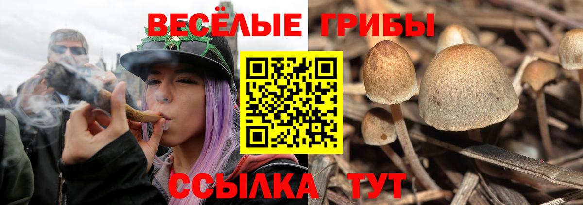 Жуковский  Псилоцибиновые грибы ЛСД  Вход с VPN  Галлюциногенные грибы мицелий 